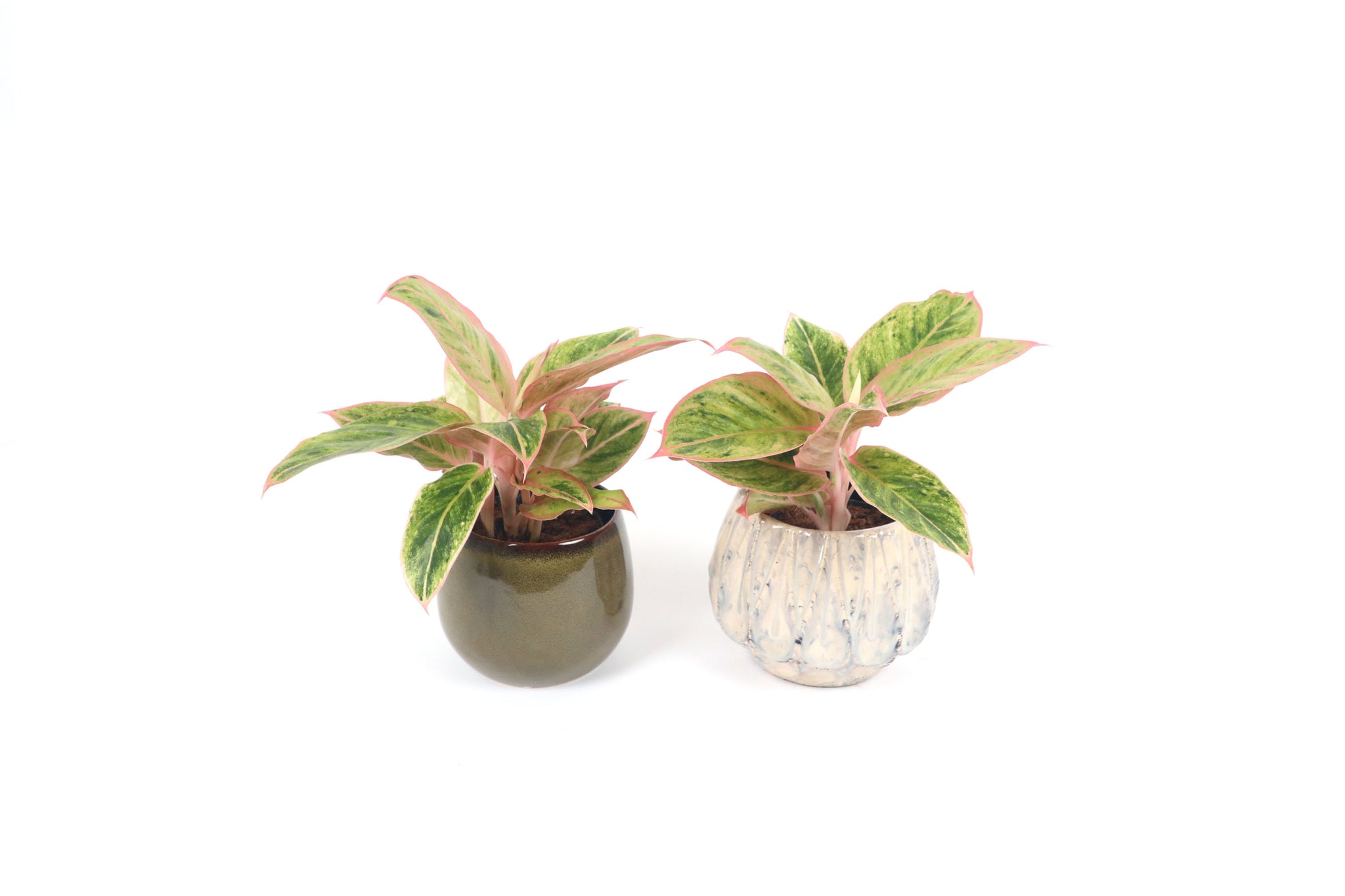 aglaonema salmon Aglaonema 'Salmon Fantasy' – Conservatory Archives