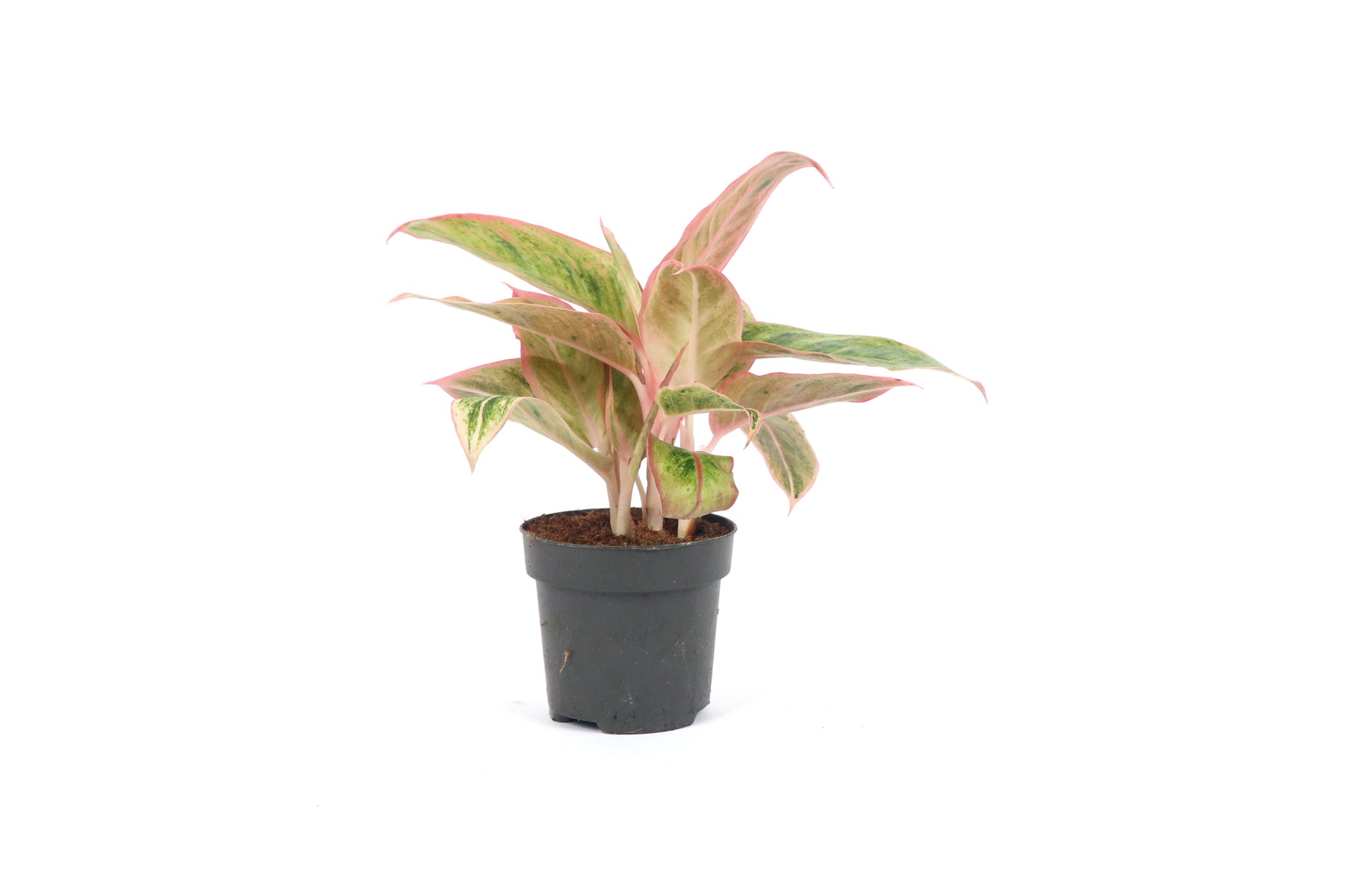 aglaonema salmon Aglaonema 'Salmon Fantasy' – Conservatory Archives