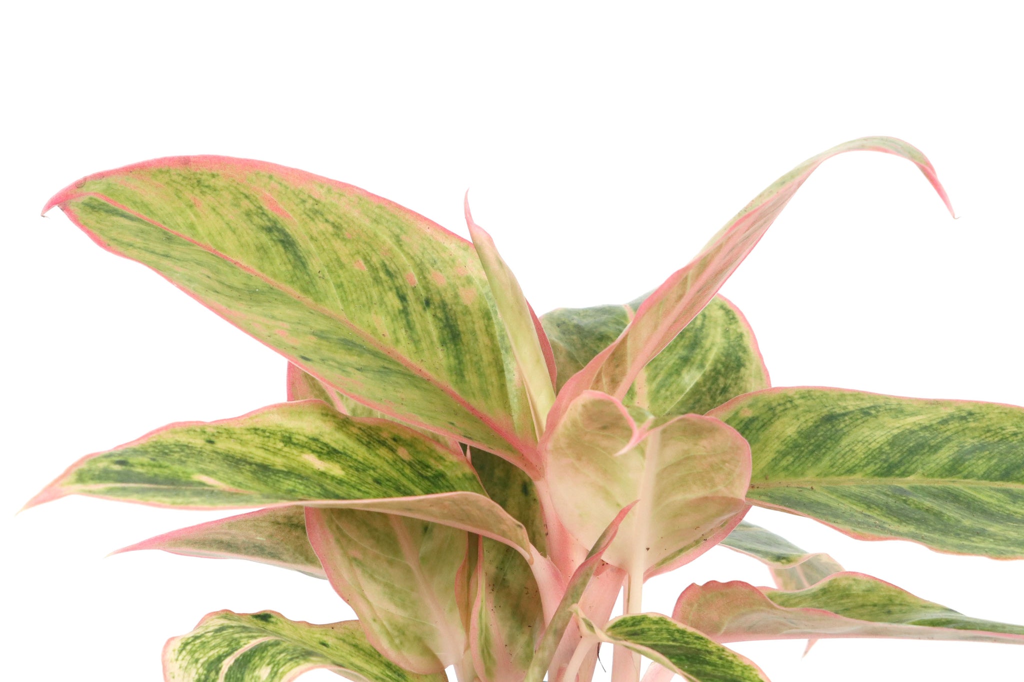 aglaonema salmon Aglaonema 'Salmon Fantasy' – Conservatory Archives