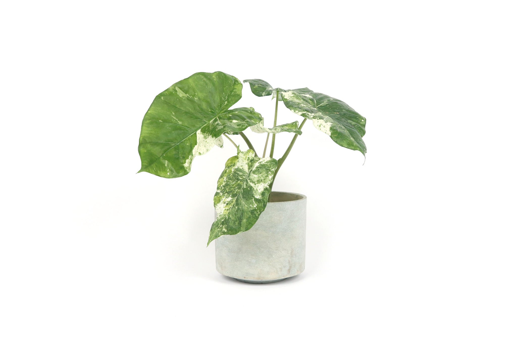Alocasia macrorrhiza 'Camouflage Variegata' – Conservatory Archives