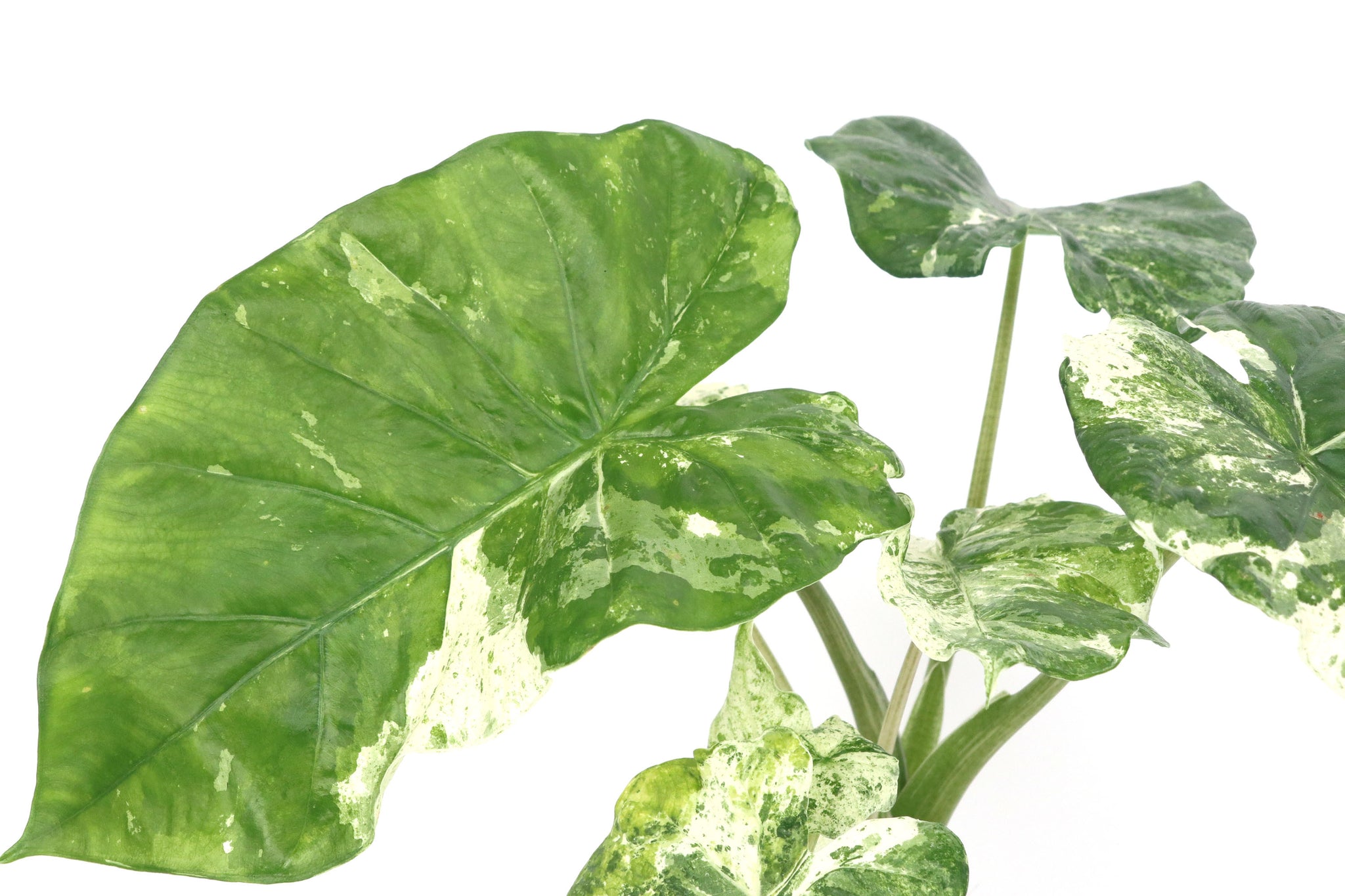 Alocasia macrorrhiza 'Camouflage Variegata' – Conservatory Archives