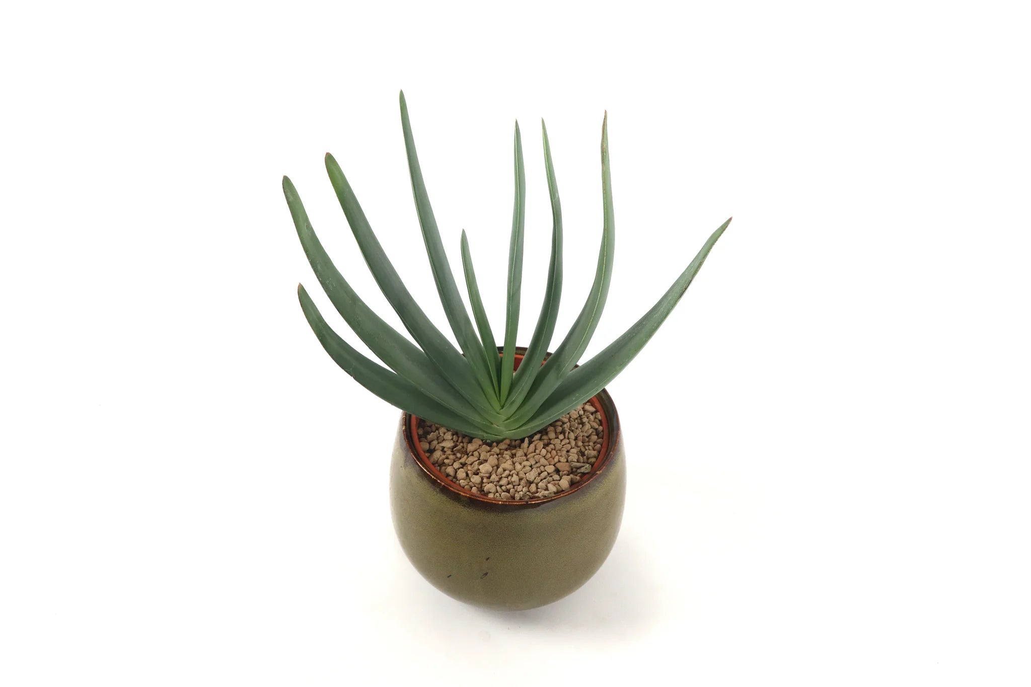 Aloe plicatilis – Conservatory Archives