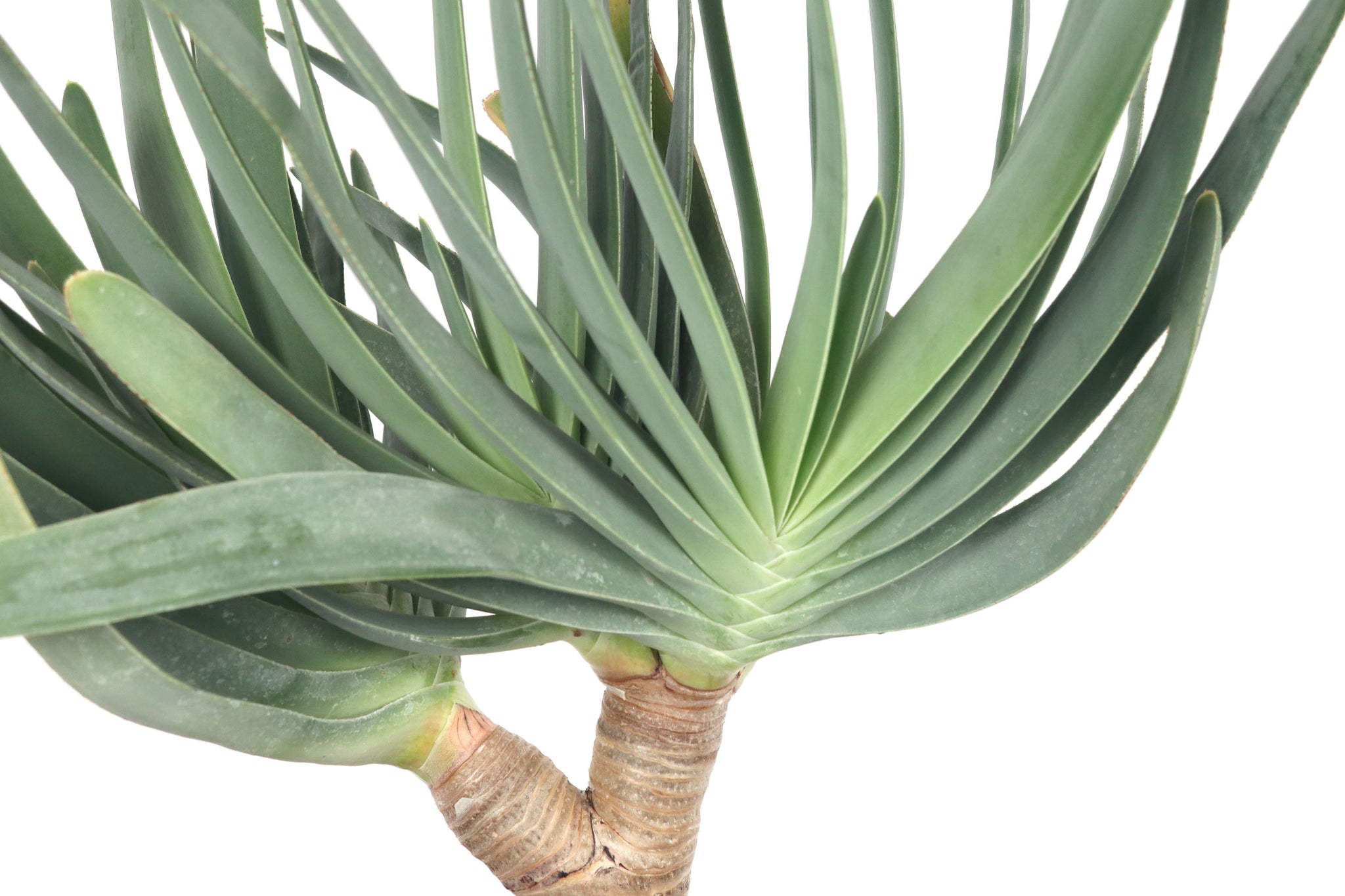 Aloe plicatilis – Conservatory Archives