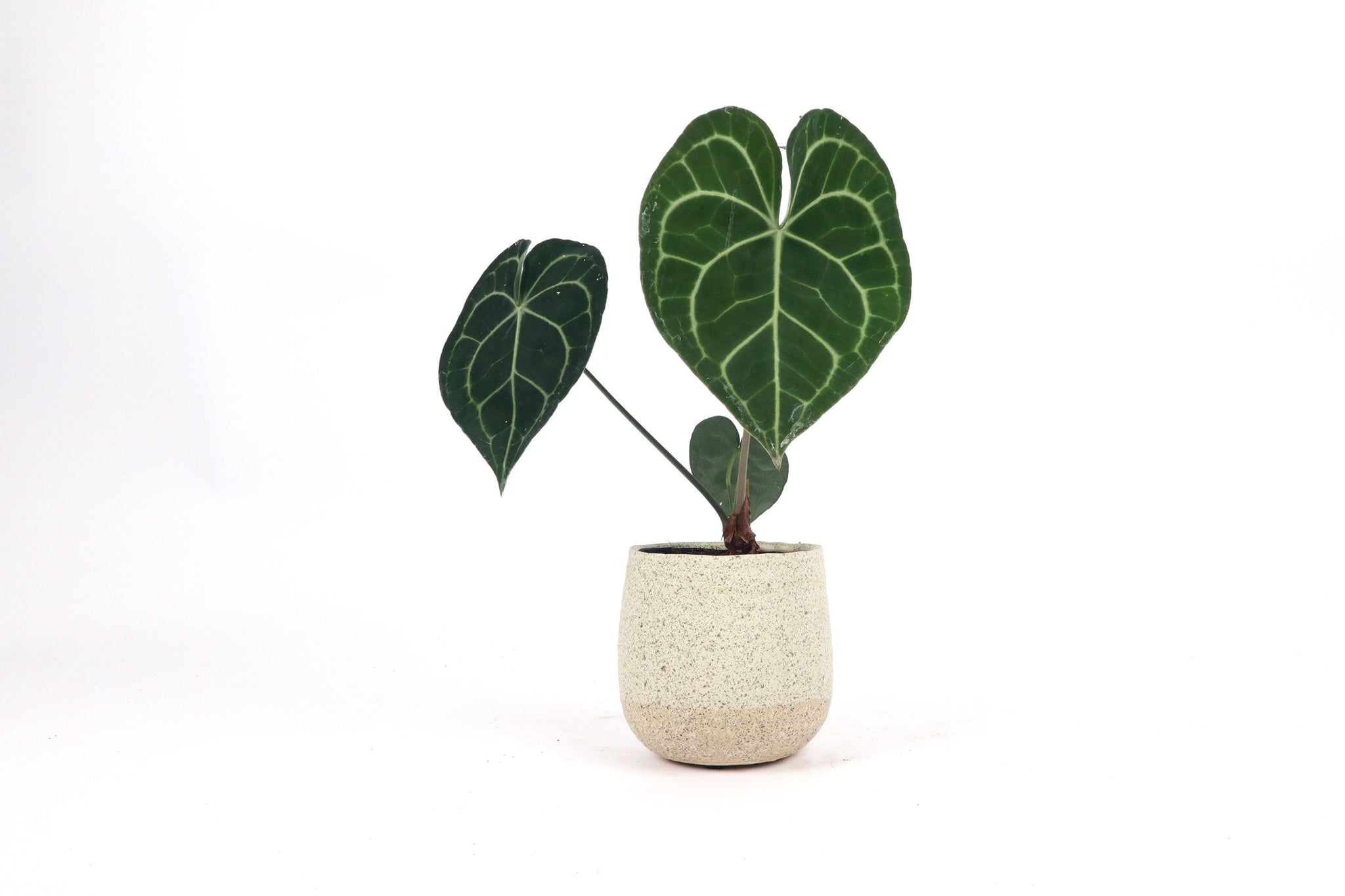 anthurium clarivernium Anthurium clarinervium – Conservatory Archives