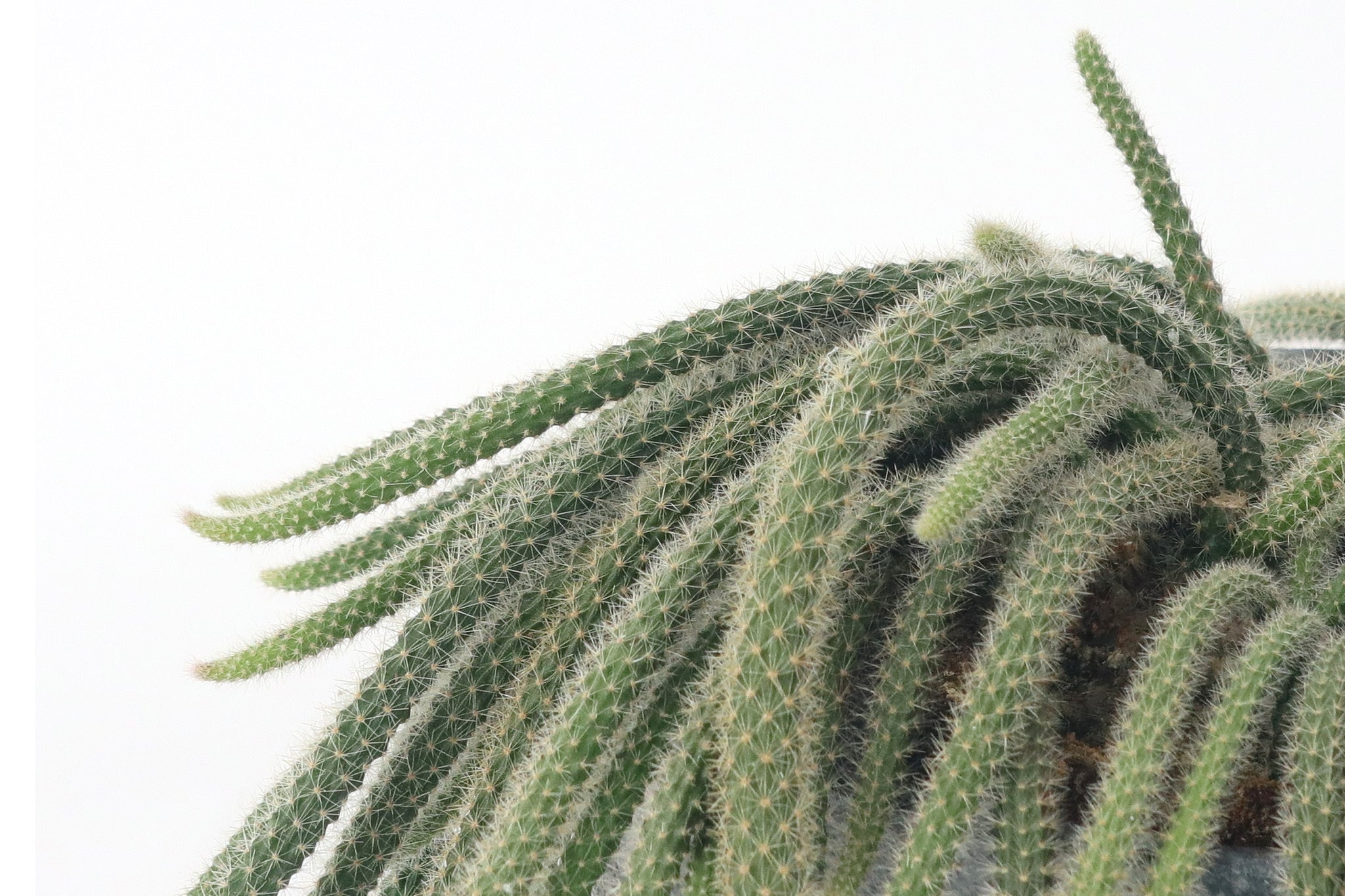 Aporocactus flagelliformis – Conservatory Archives