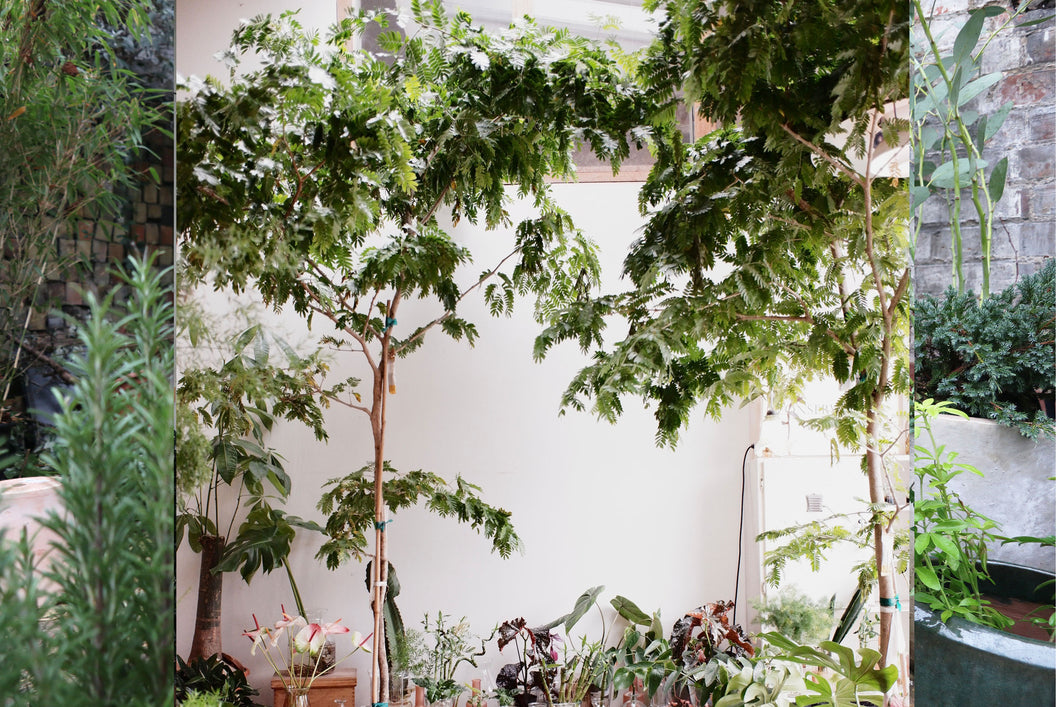 Bulnesia arborea – Conservatory Archives