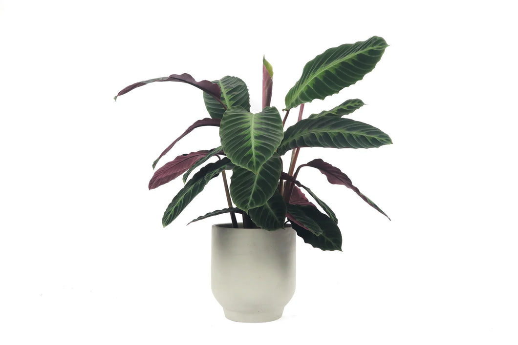 Calathea warscewiczii