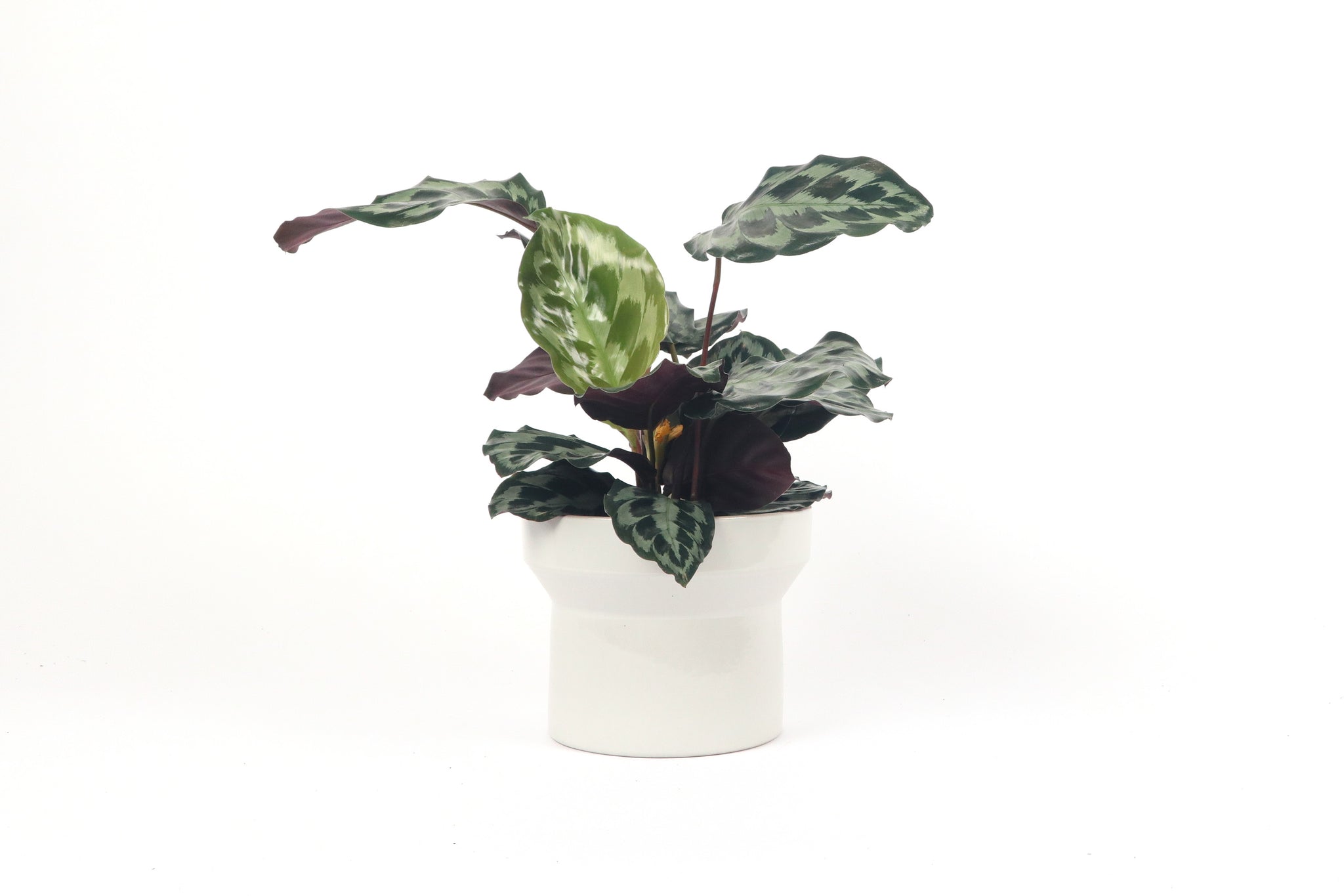 Calathea 'Kennedy' – Conservatory Archives
