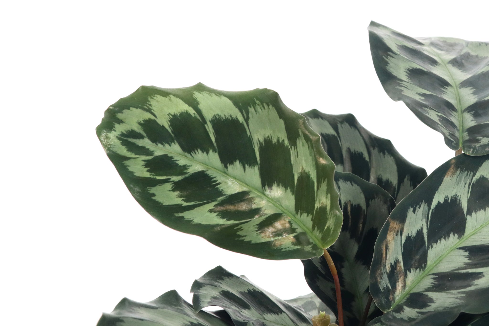 Calathea 'Kennedy' – Conservatory Archives