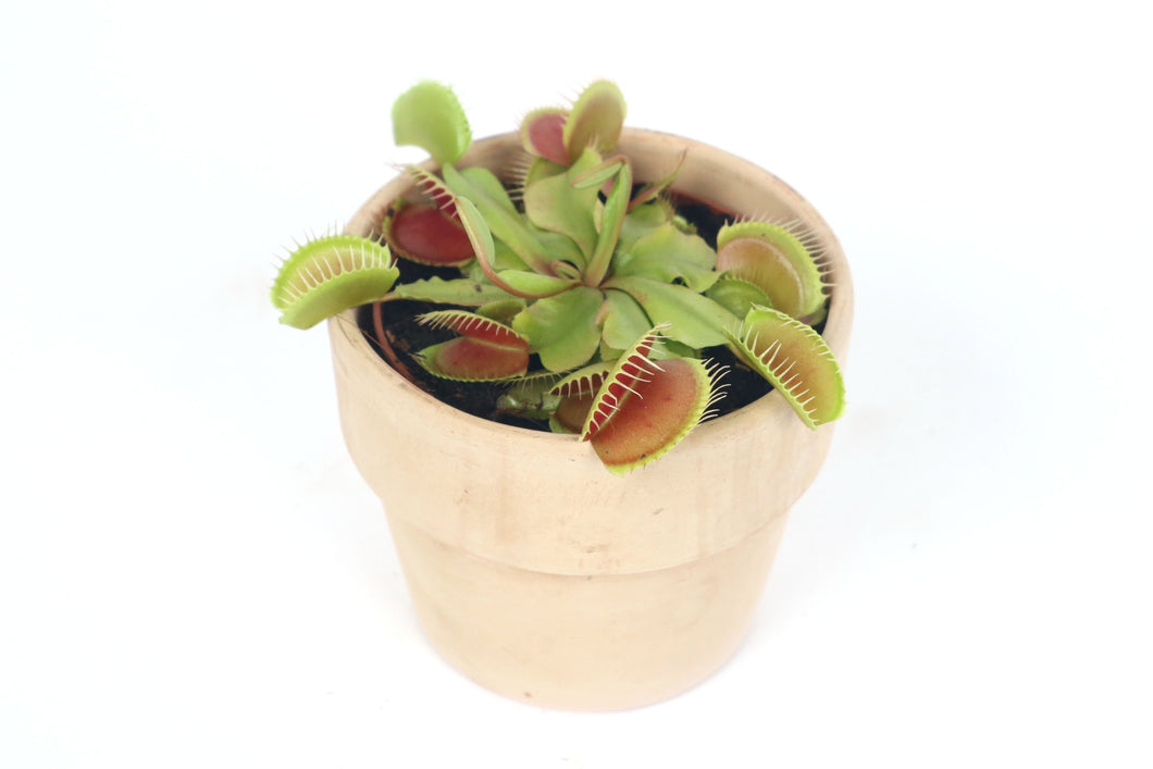 Dionaea muscipula