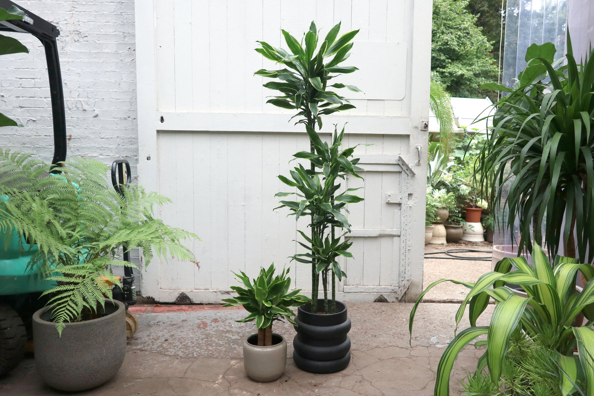 Dracaena fragrans 'Golden Coast' – Conservatory Archives
