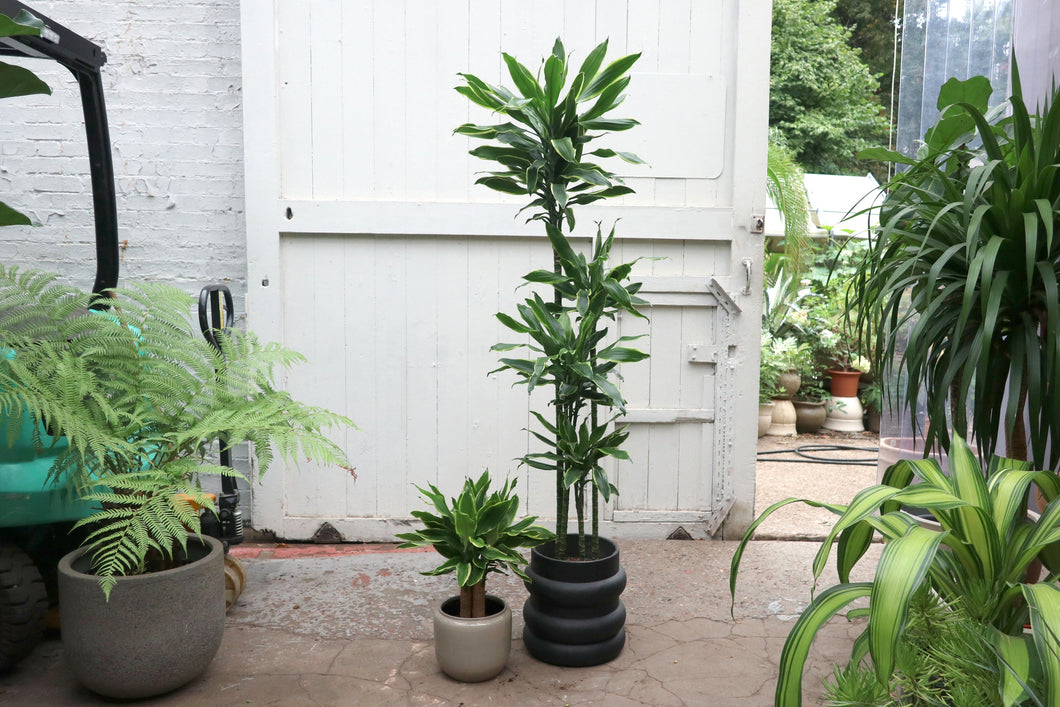 dracaena fragrans golden coast care Dracaena fragrans 'Golden Coast' – Conservatory Archives