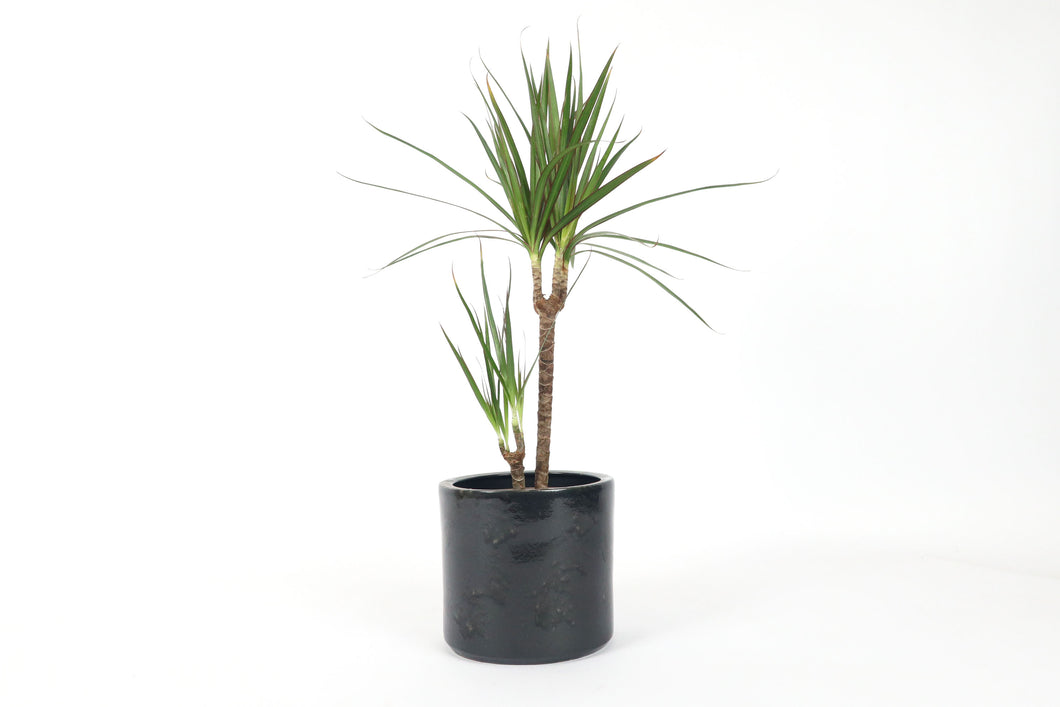 Dracaena marginata