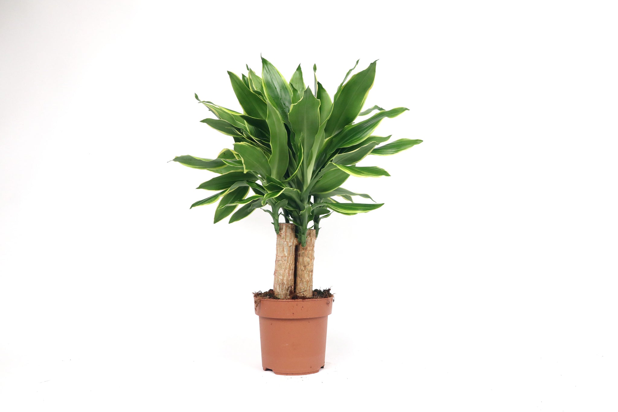 dracaena fragrans golden coast Dracaena fragrans 'Golden Coast' – Conservatory Archives