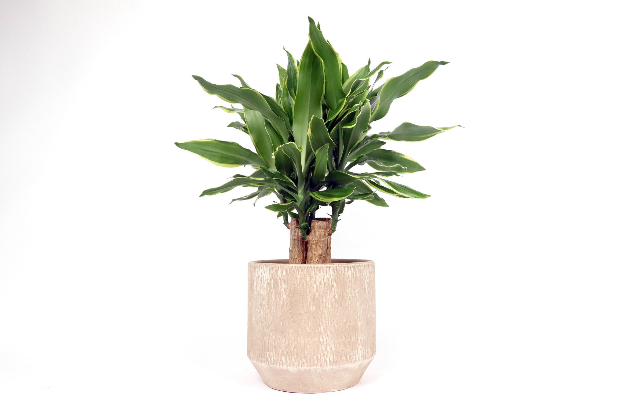dragon tree dracaena fragrans 'yellow coast' Dracaena fragrans 'Golden Coast' – Conservatory Archives