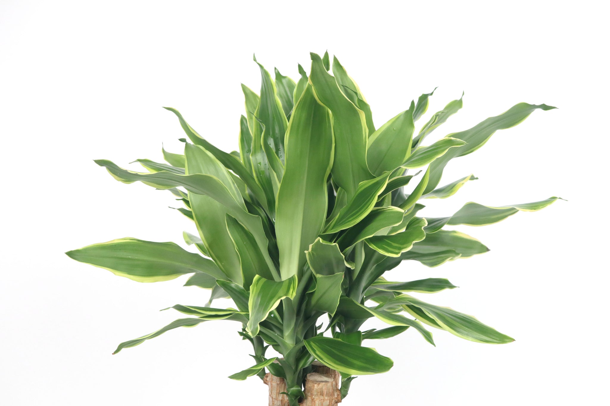 Dracaena fragrans 'Golden Coast' – Conservatory Archives
