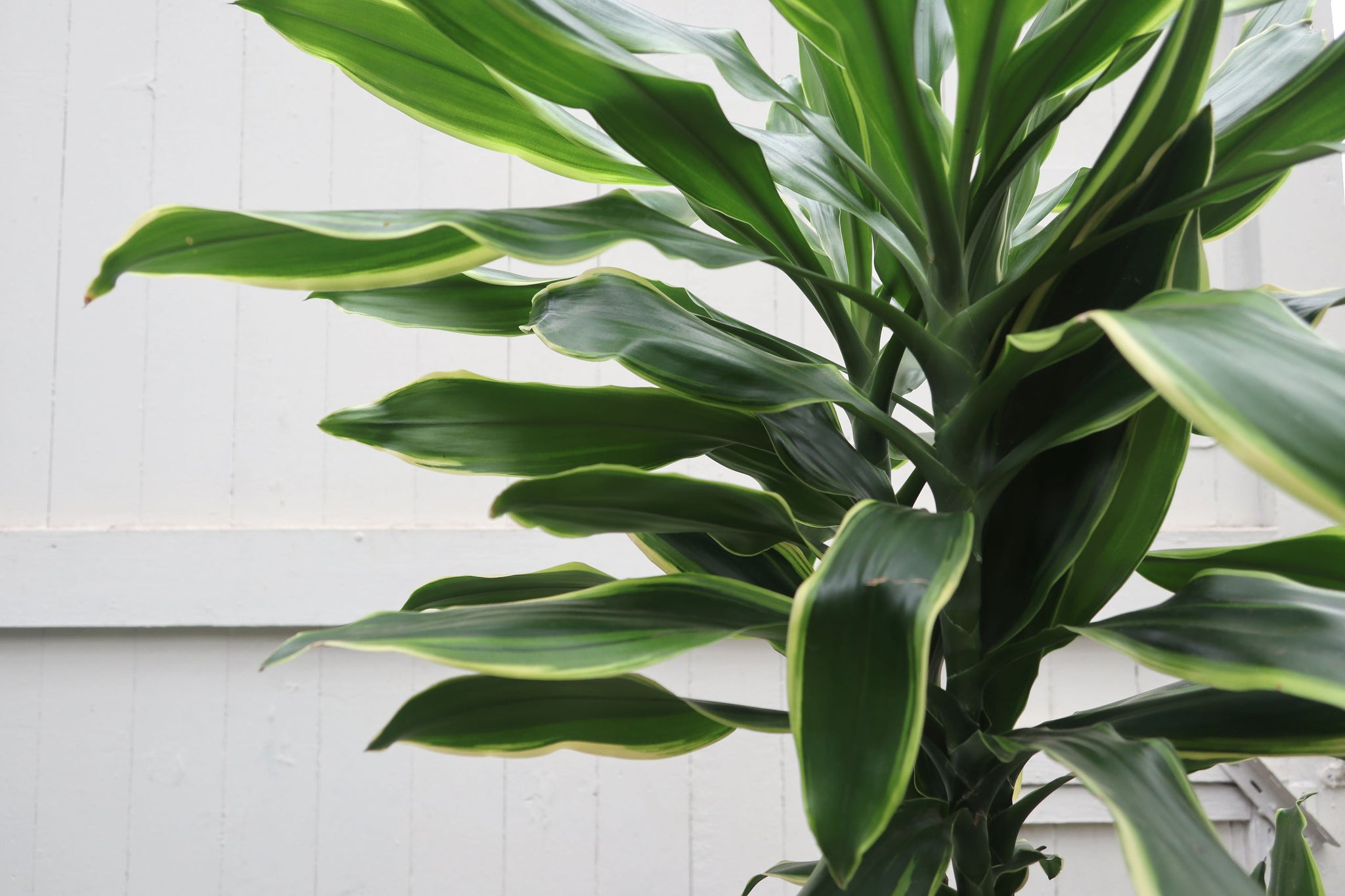 Dracaena fragrans 'Golden Coast' – Conservatory Archives