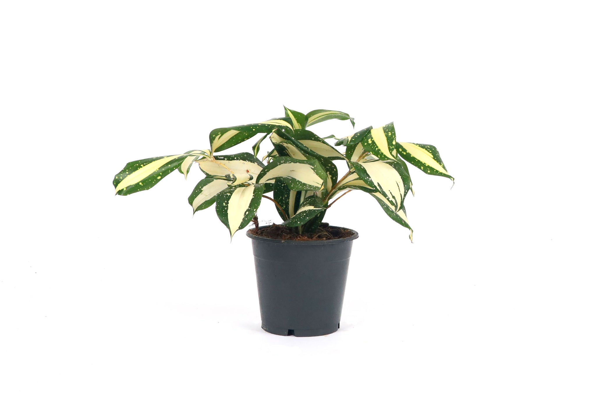 dracaena surculosa milky way for sale Dracaena surculosa 'Milky Way' – Conservatory Archives