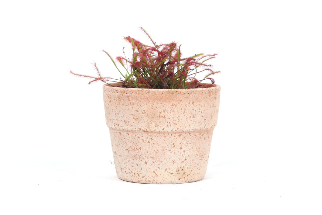 Drosera capensis