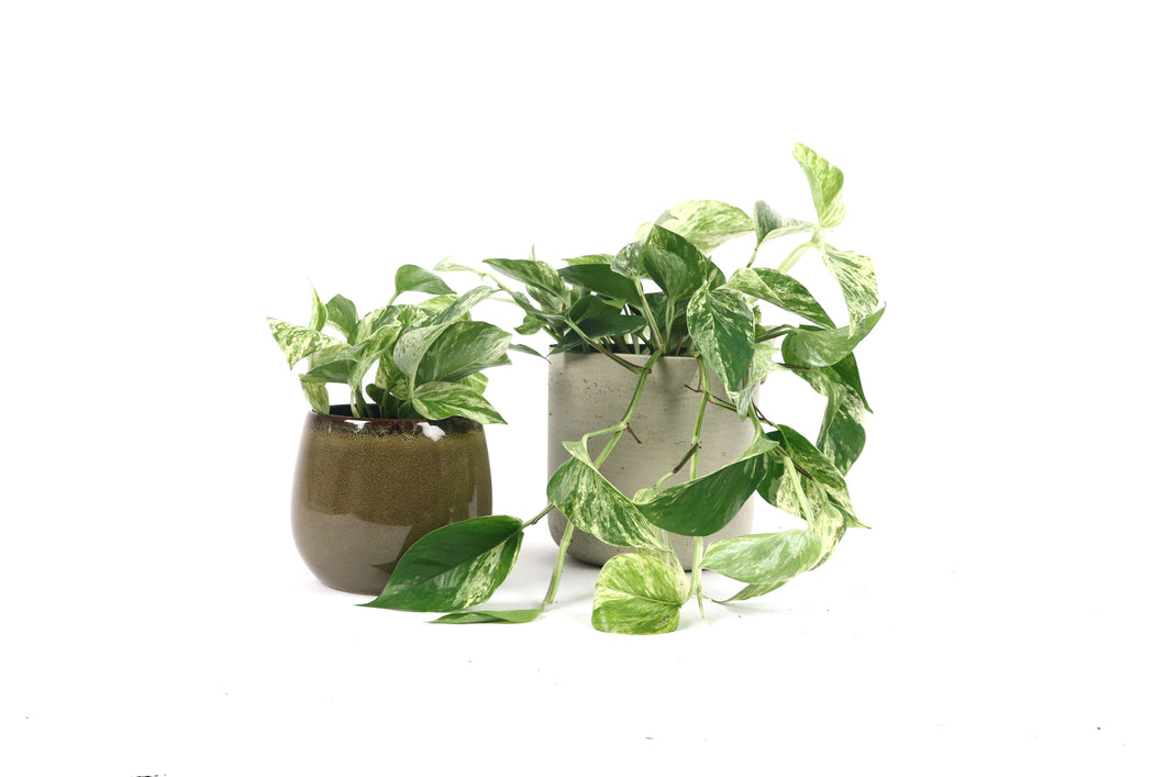 Epipremnum pinnatum 'Marble Queen'
