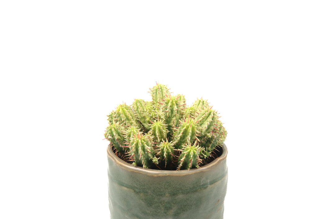 Euphorbia aggregata variegata