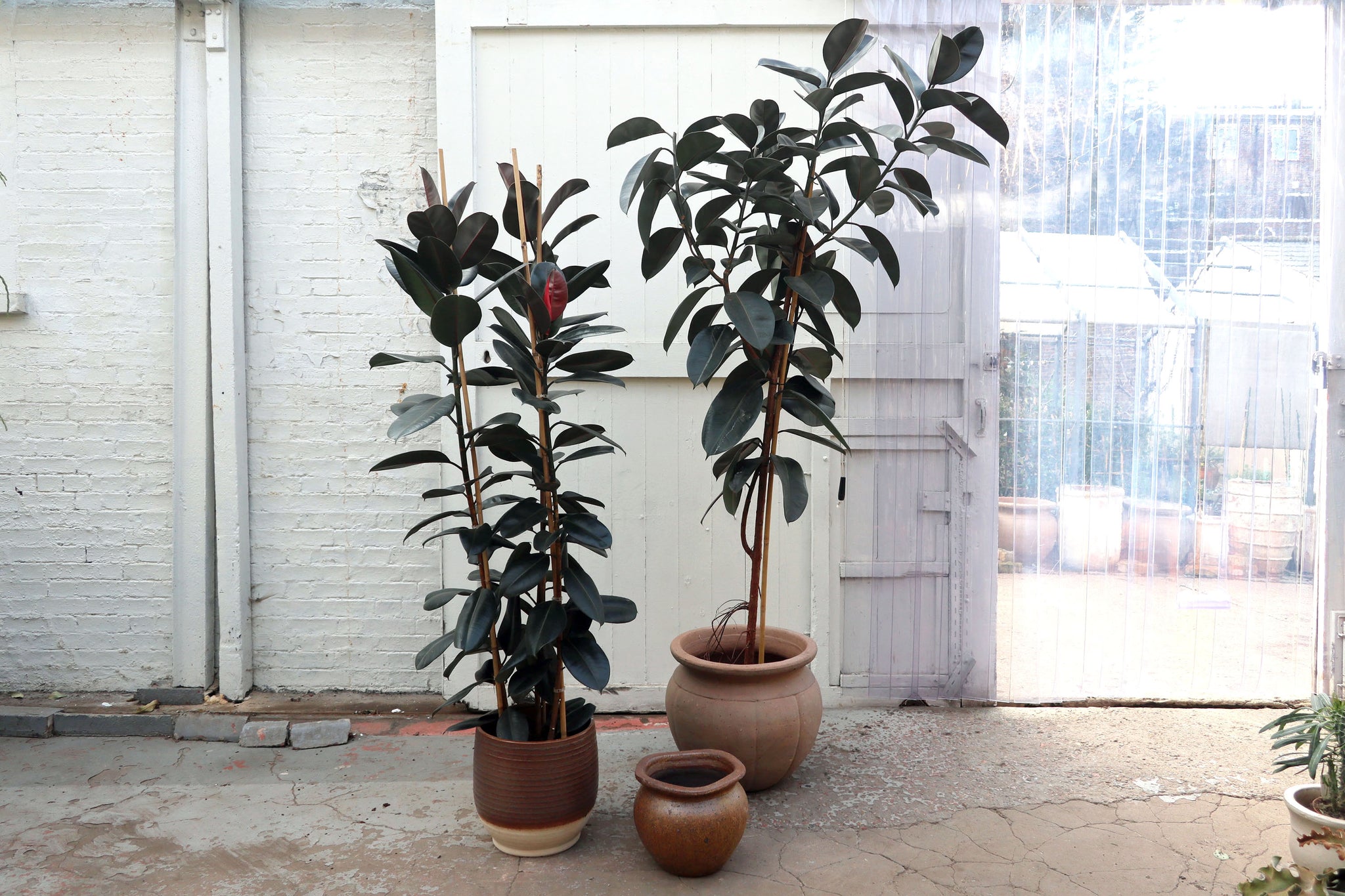 25 35cm ficus abidjan rubber plant 12cm pot house plant Ficus elastica 'Abidjan' – Conservatory Archives