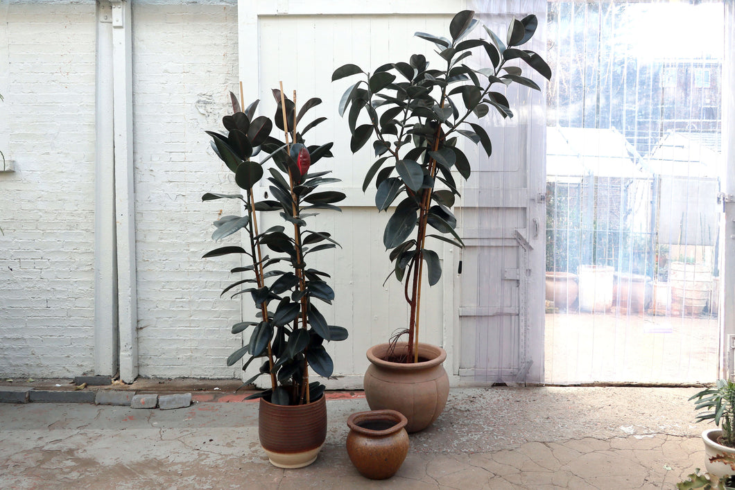 rubber tree abidjan Ficus elastica 'Abidjan' – Conservatory Archives