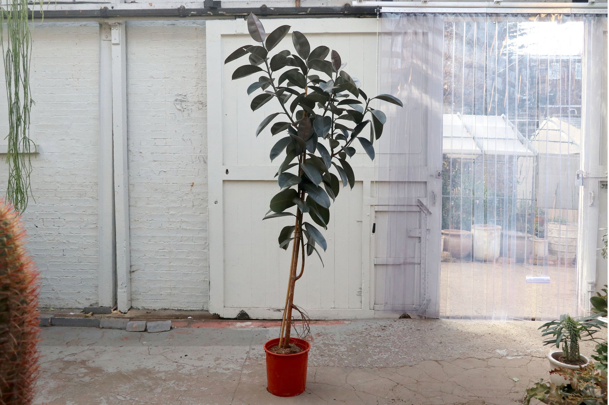 Ficus elastica 'Abidjan' – Conservatory Archives