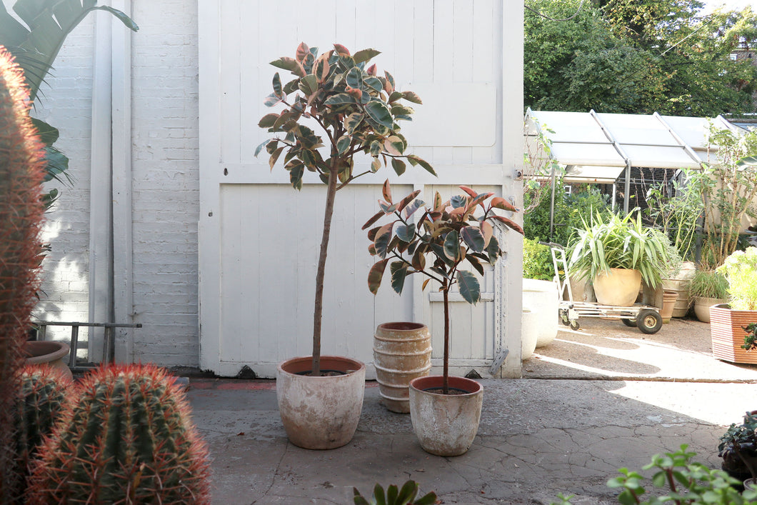 Ficus elastica 'Belize'