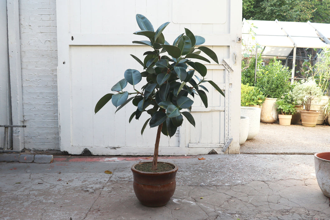 Ficus elastica 'Robusta'