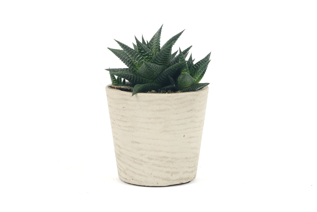 Haworthia limifolia