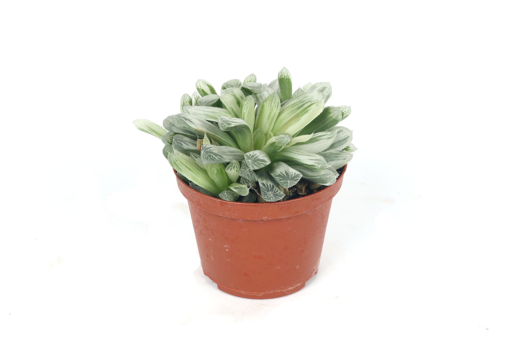 haworthia cooperi pilifera variegata Haworthia cooperi v. pilifera f. variegata – Conservatory Archives