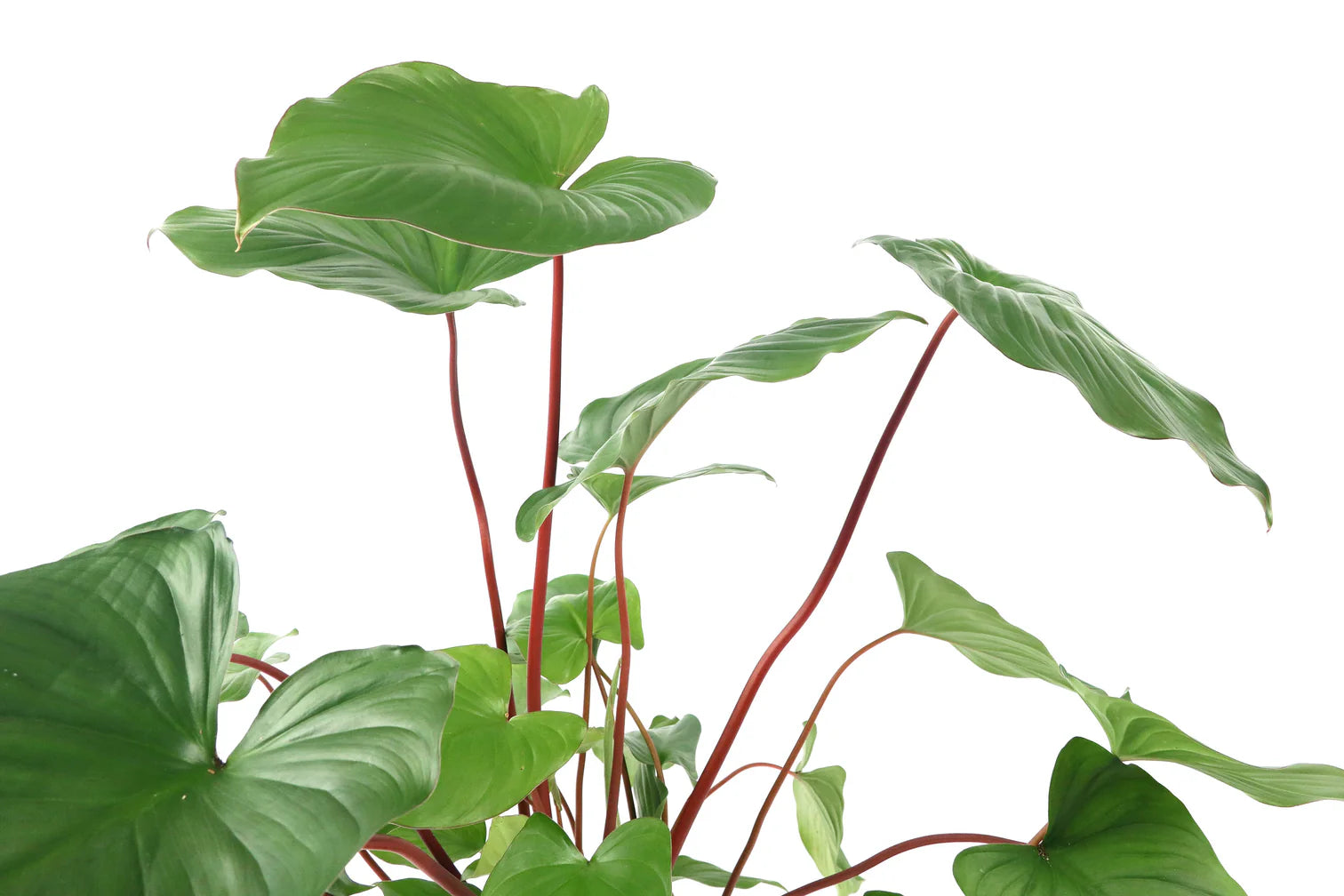 philodendron maggy Homalomena rubescens 'Maggy' – Conservatory Archives