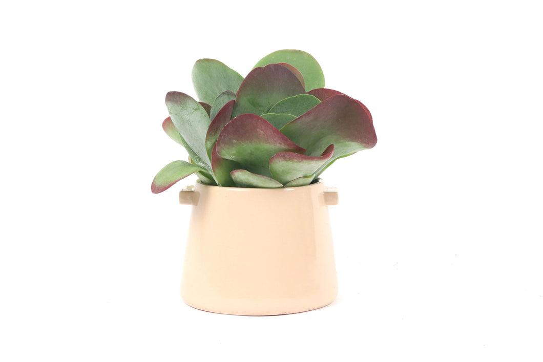 Kalanchoe thyrsiflora