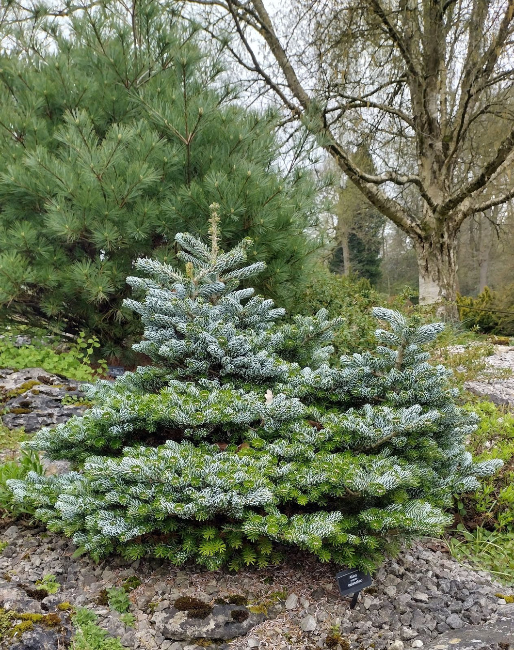 Korean Fir (pot grown)