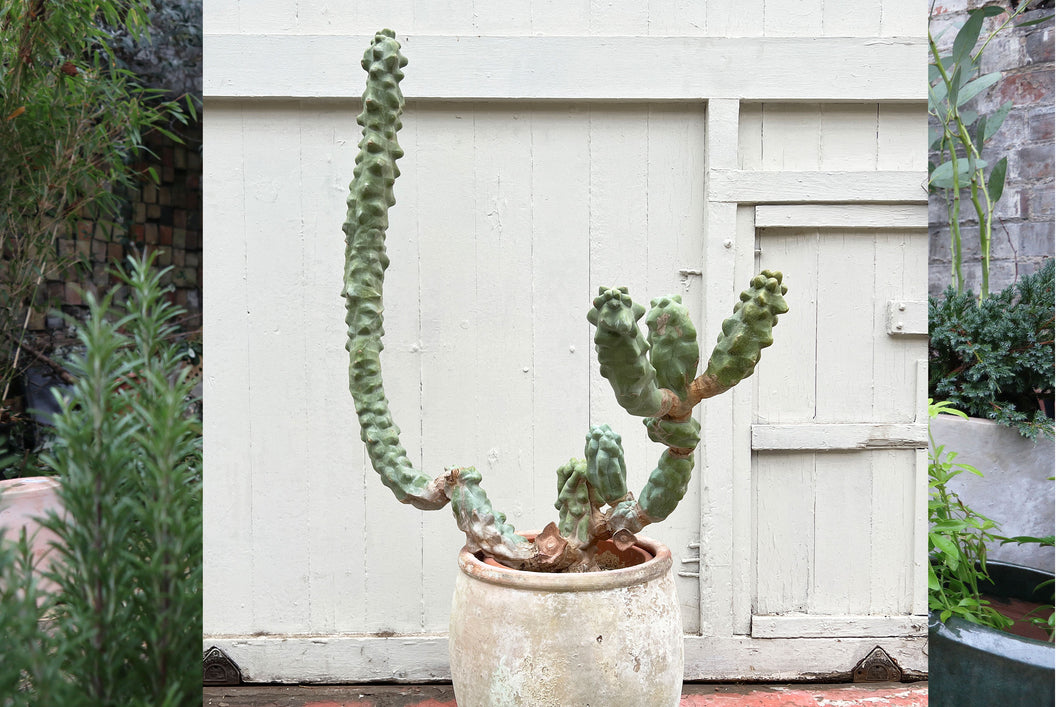 Pachycereus (Lophocereus) schottii f. major