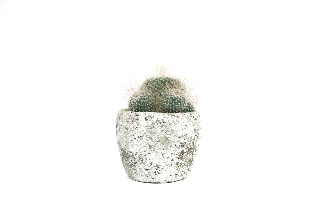 Mammillaria geminispina