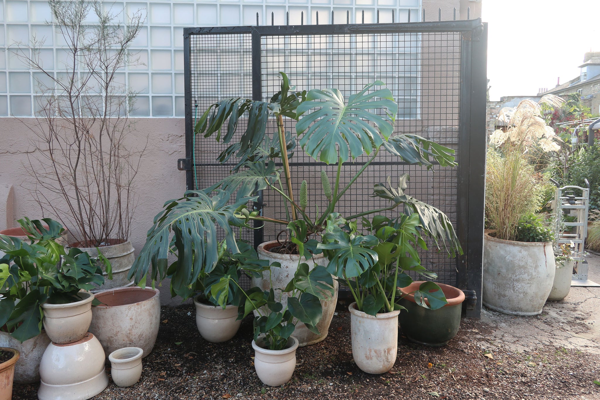monstera plant uk Monstera deliciosa – Conservatory Archives