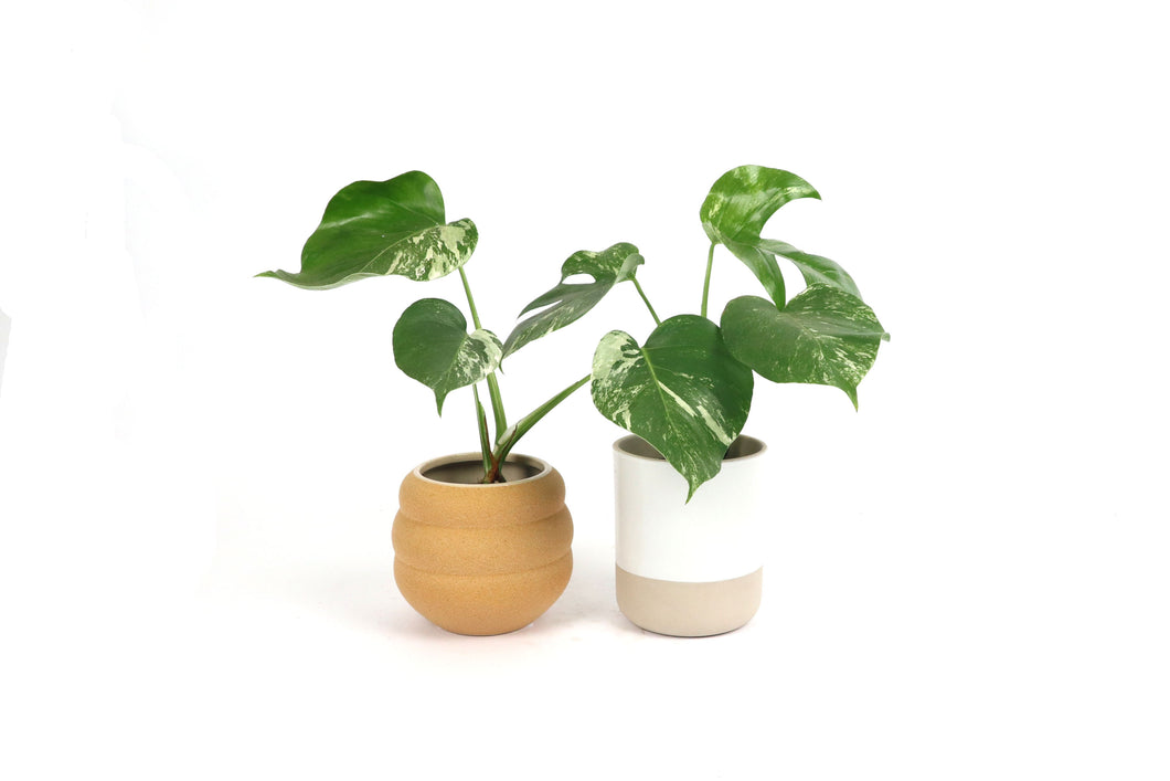 Monstera deliciosa 'Variegata'