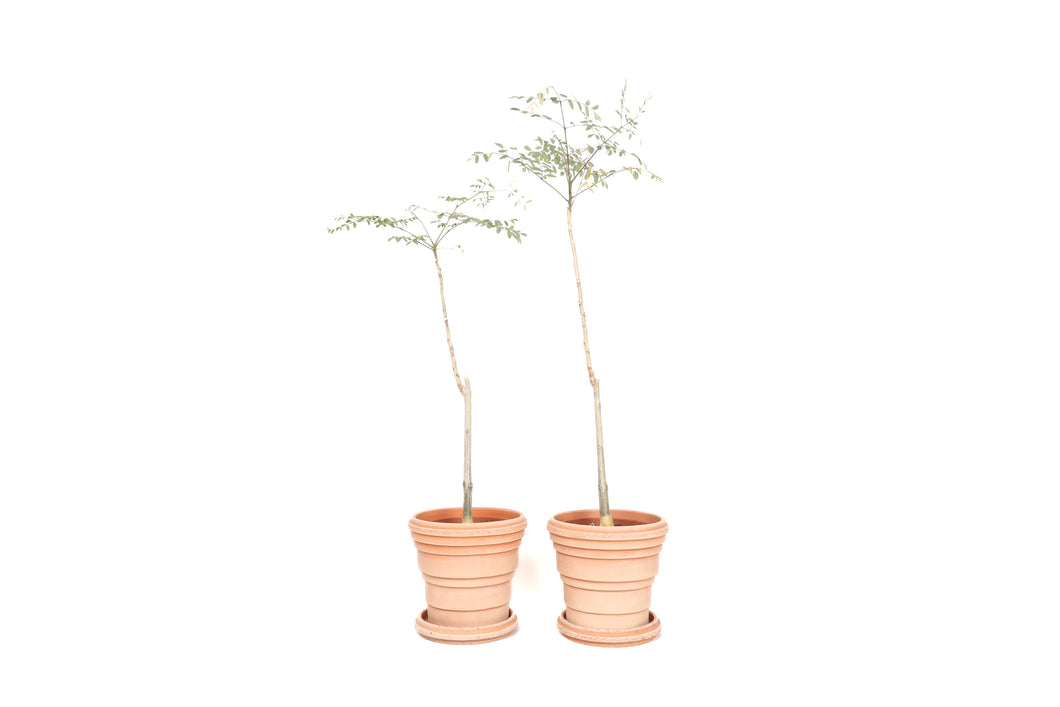 can you plant moringa in pots Moringa oleifera – Conservatory Archives