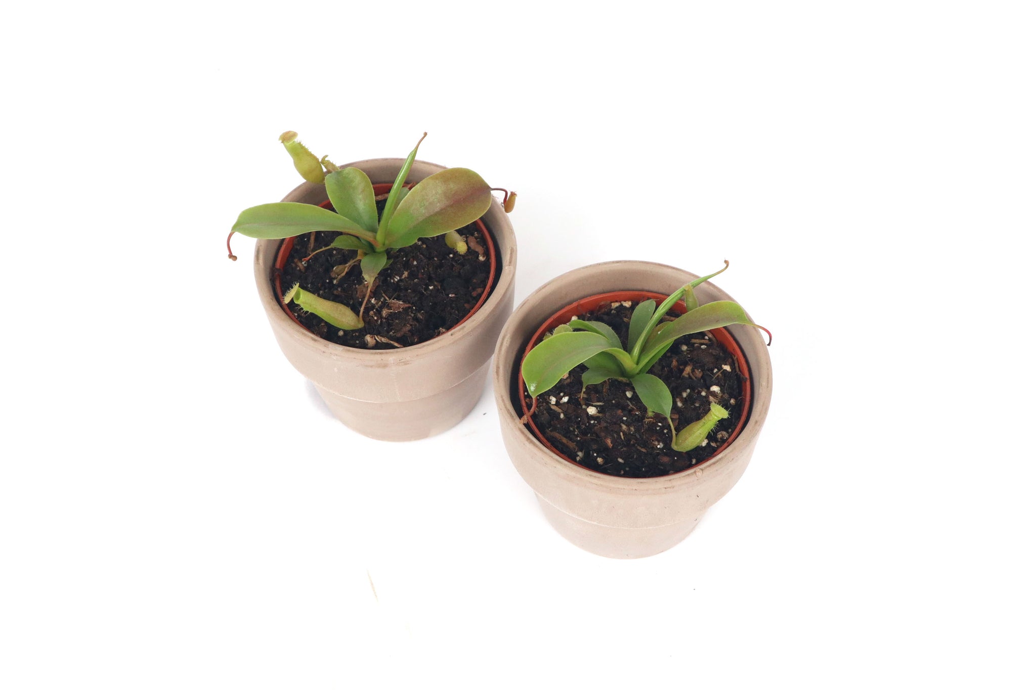 Nepenthes x ventrata – Conservatory Archives