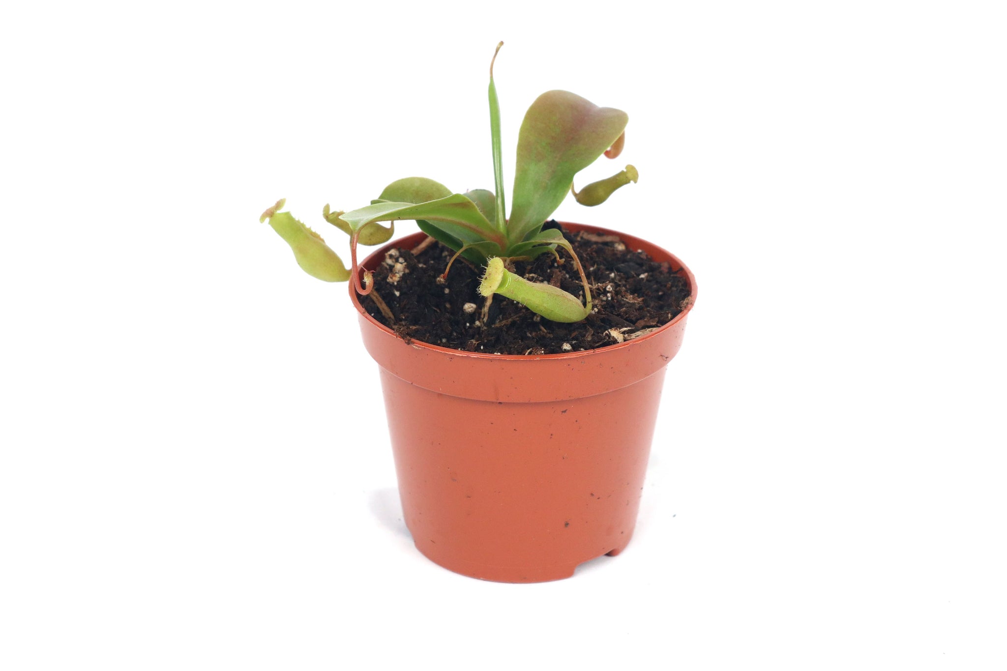 Nepenthes x ventrata – Conservatory Archives