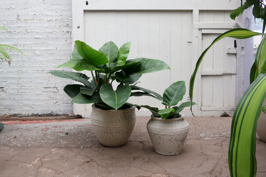 Philodendron 'Imperial Green'