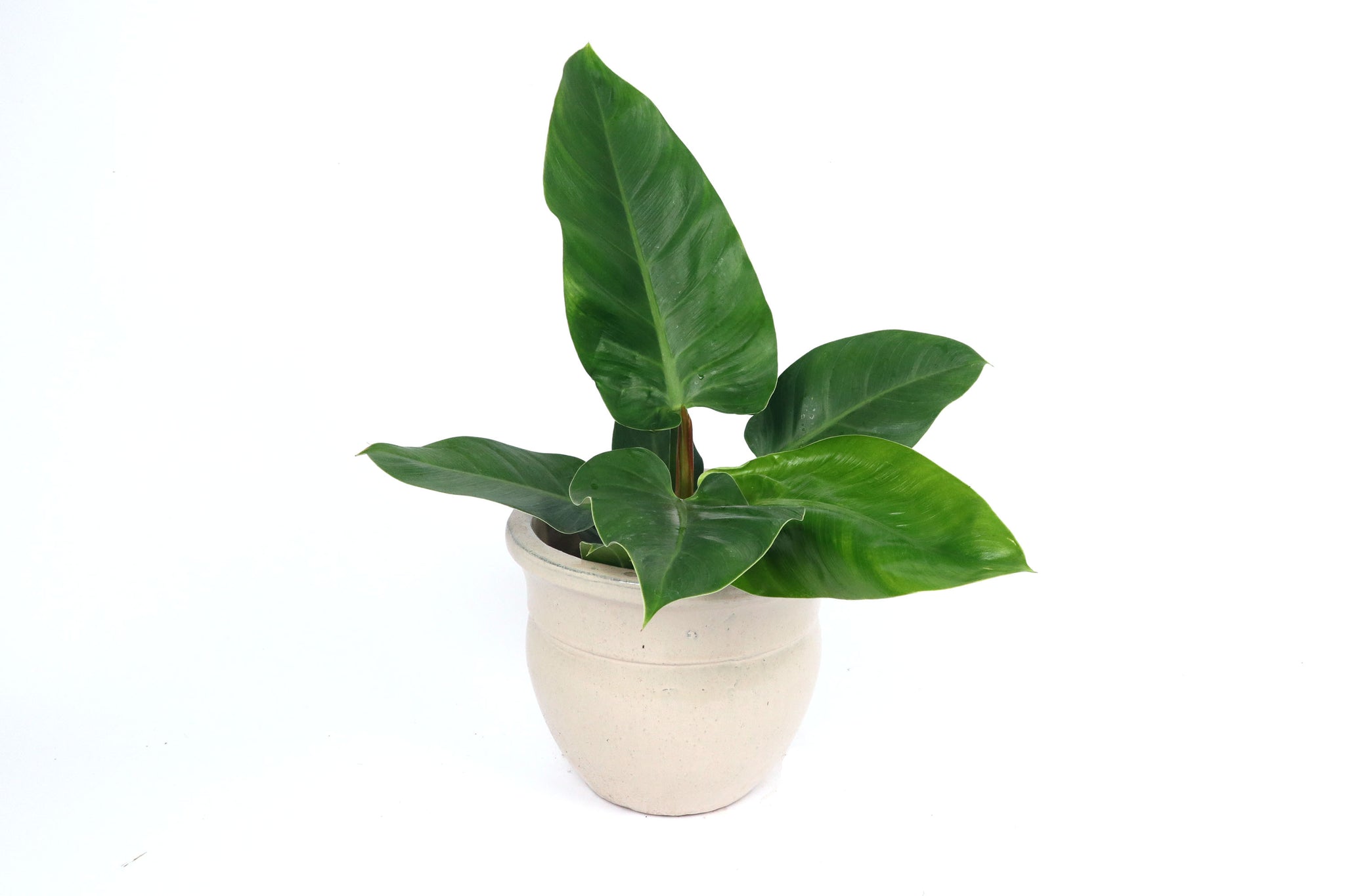 philodendron imperial green care Philodendron 'Imperial Green' – Conservatory Archives