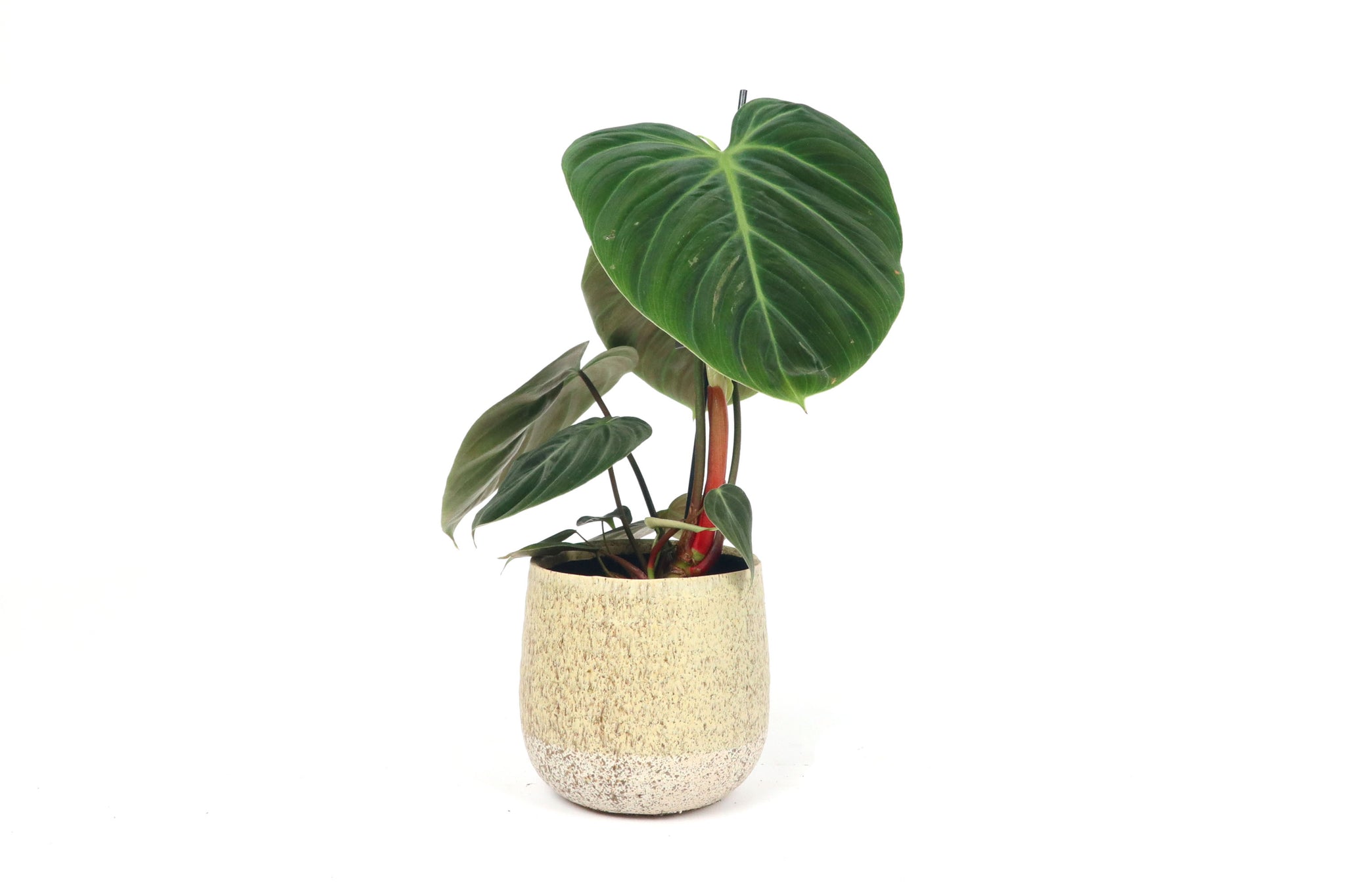 philodendron luxurians choco red Philodendron luxurians 'El Choco' – Conservatory Archives