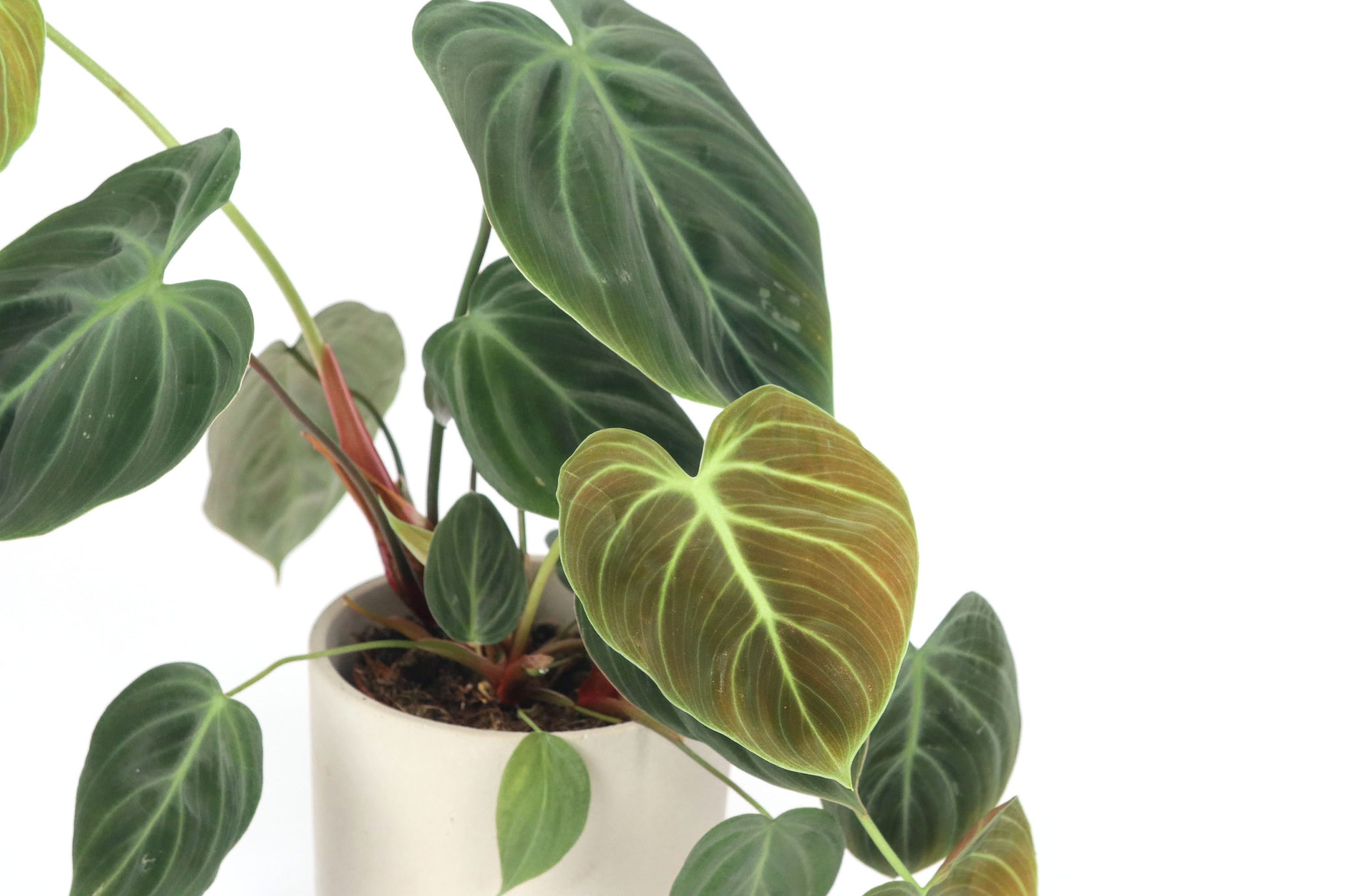 philodendron luxurians choco Philodendron luxurians 'El Choco' – Conservatory Archives