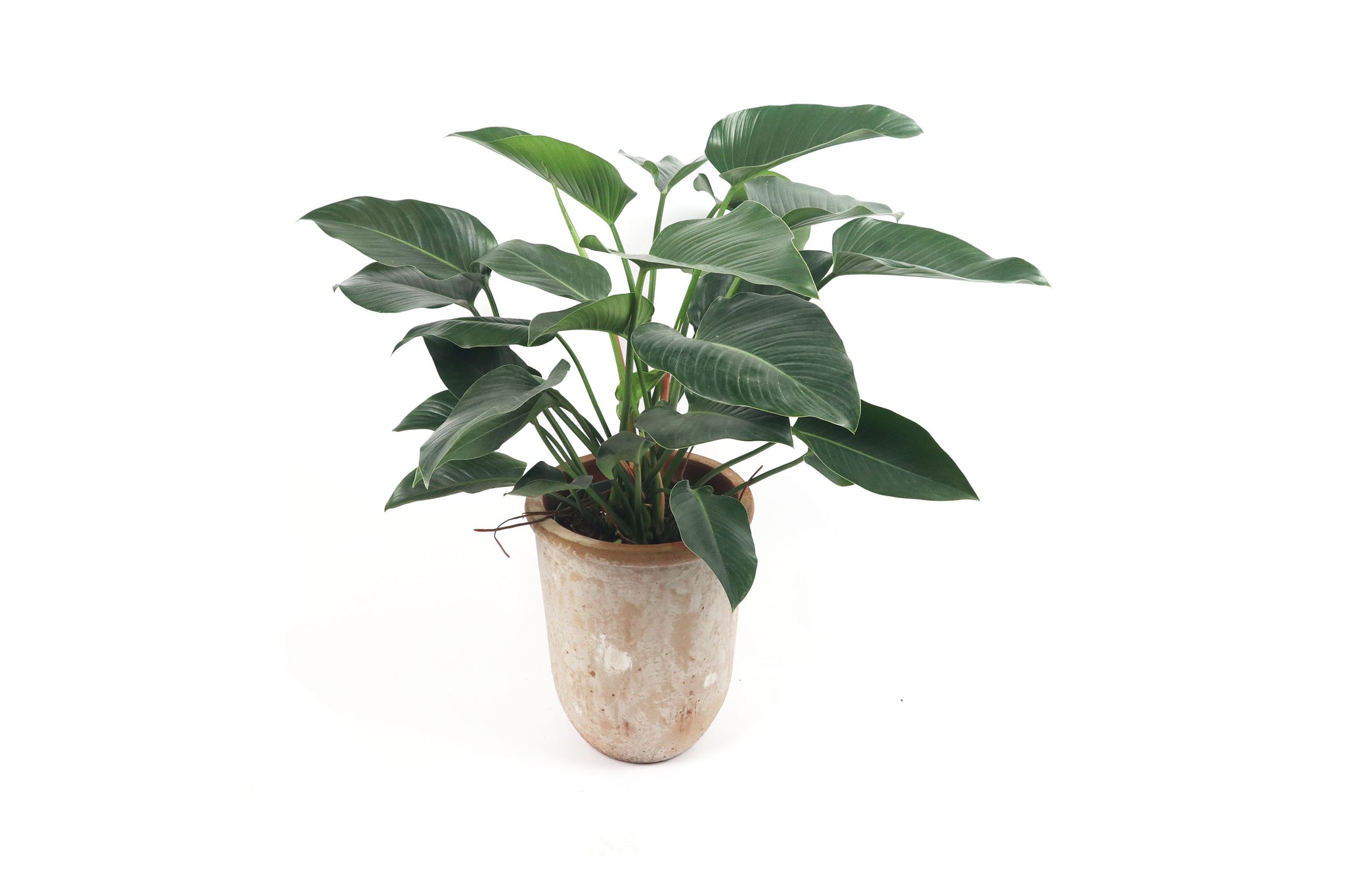 philodendron green beauty pflege Philodendron 'Green Beauty' – Conservatory Archives