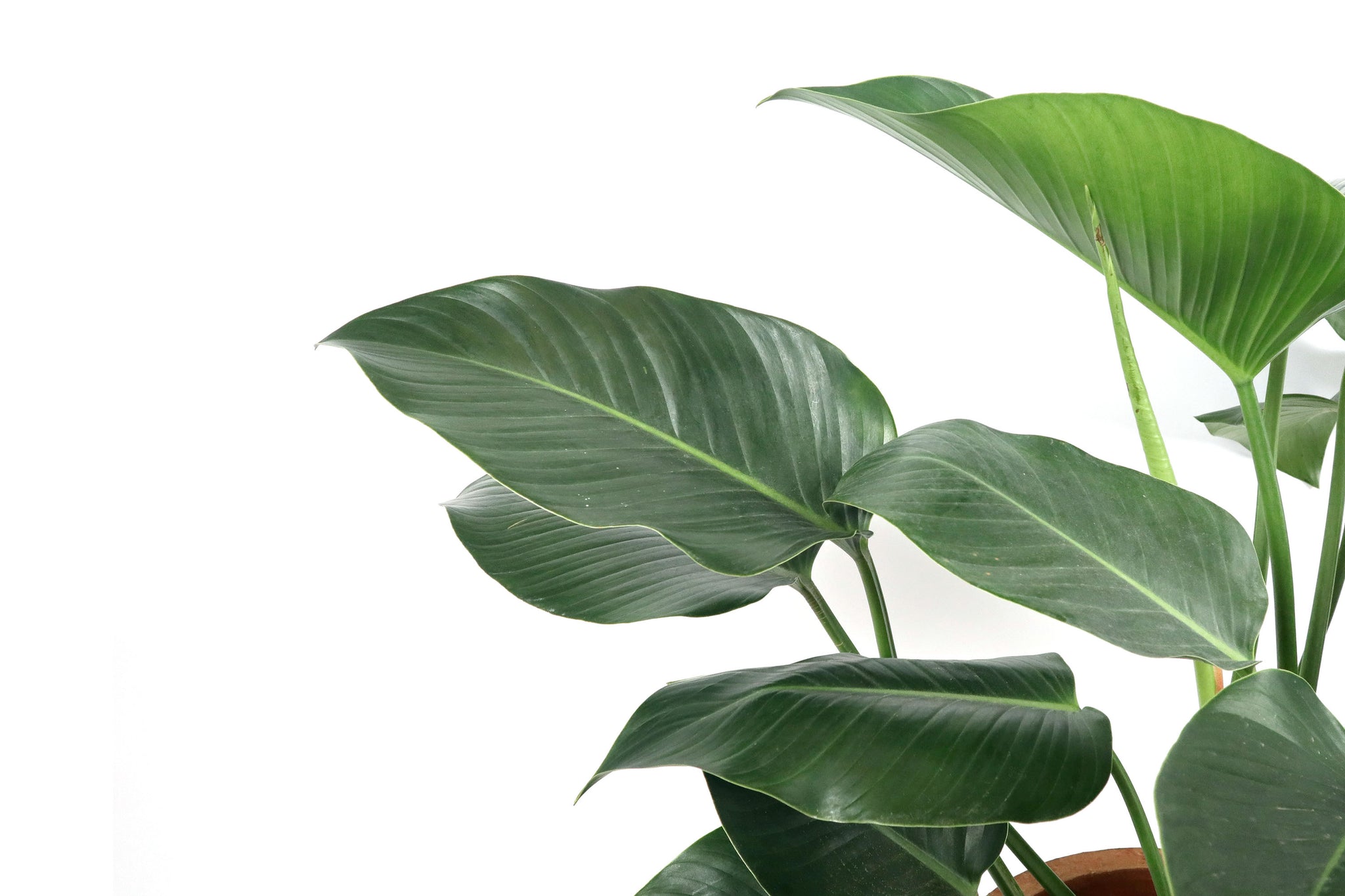 philodendron green beauty Philodendron 'Green Beauty' – Conservatory Archives
