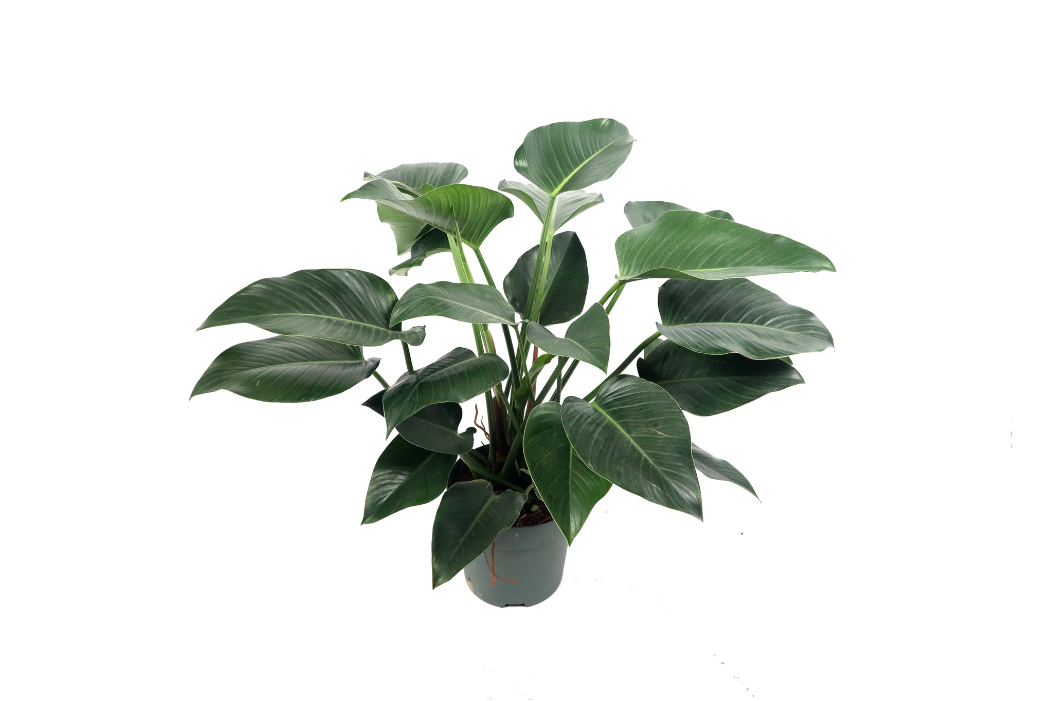 philodendron green beauty Philodendron 'Green Beauty' – Conservatory Archives