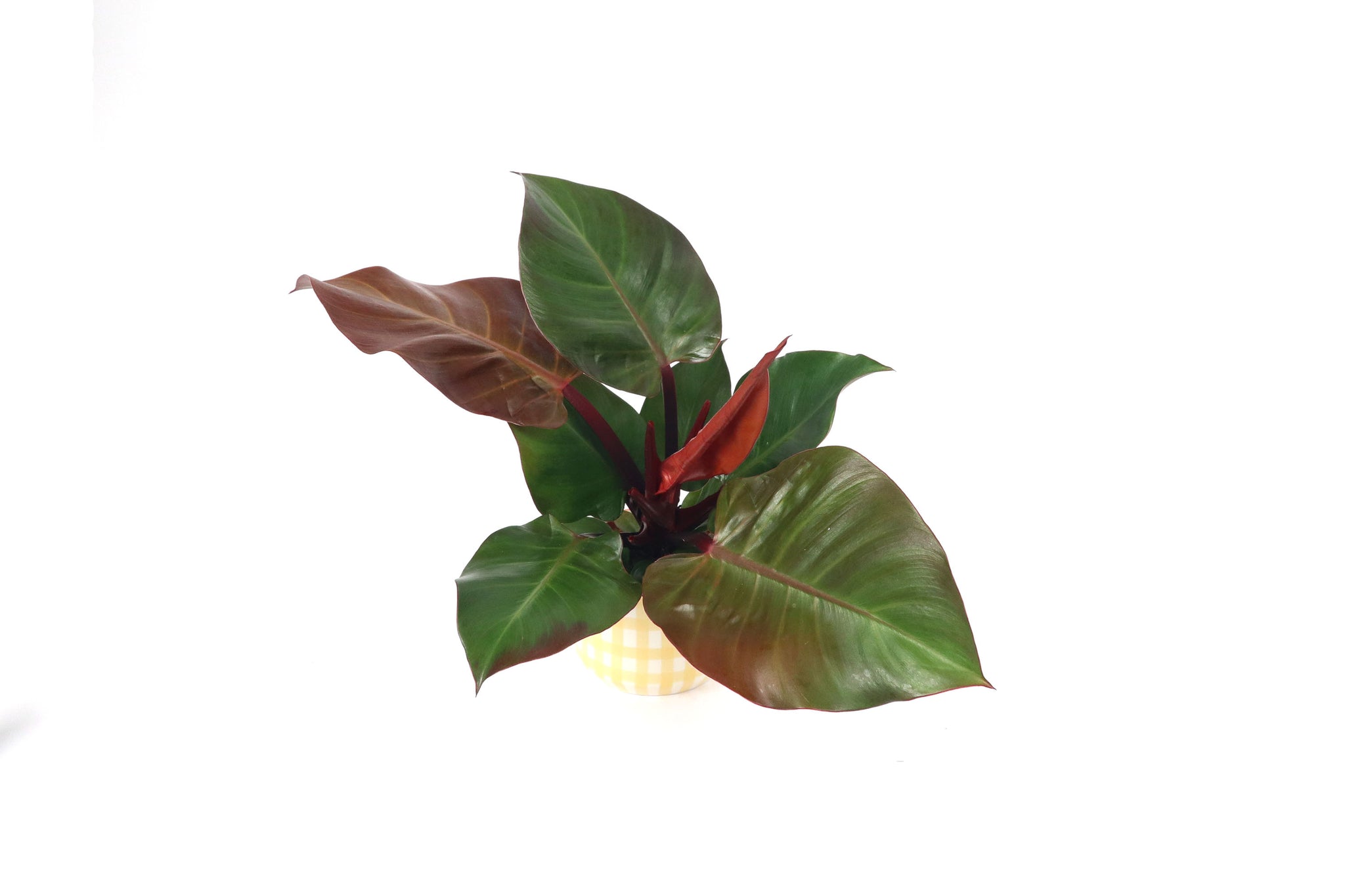 planter pots self watering Self Watering Planters – Stilyo Store main image 0